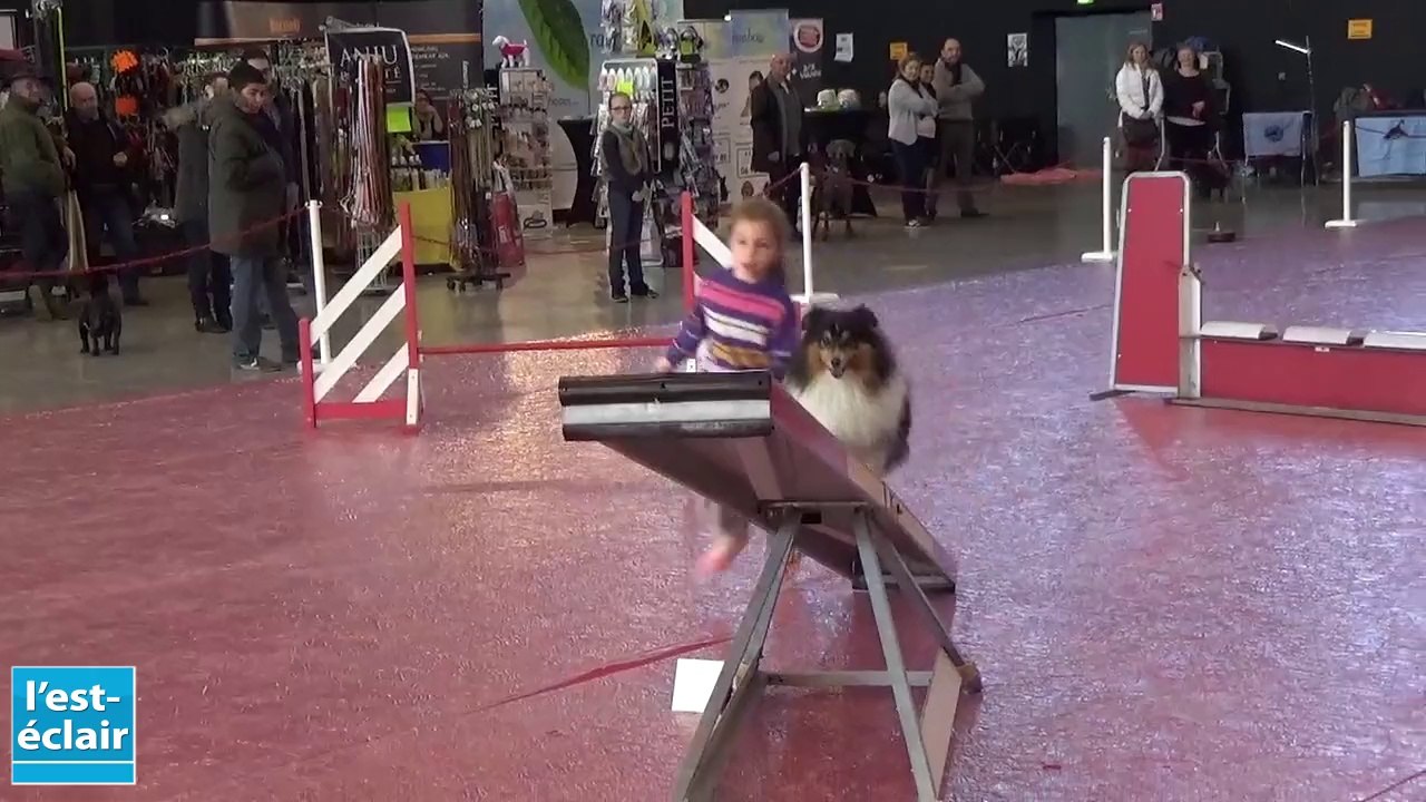 Agility : les chiens font du sport !
