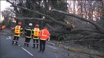 Vents violents en Ardèche: des arbres renversés sur la chaussée