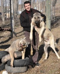 Şehre İnen Kurdu, Kangal Köpeği Boğdu