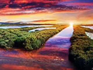 Allan Bleck. La colombe