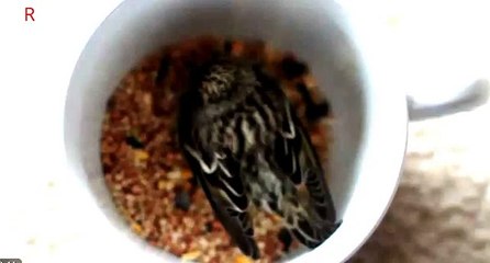 LIFE HACK- BIRD IN A TEA CUP