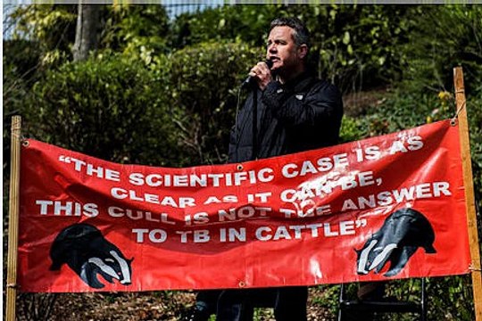 BBC Radio Oxford - Phil Gayle on the Badger cull being extended to Oxford 26Jan14 - Dominic Dyer & Jeremy Brown