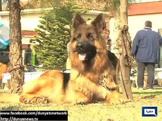 German Shepherd Dog show organised in Islamabad