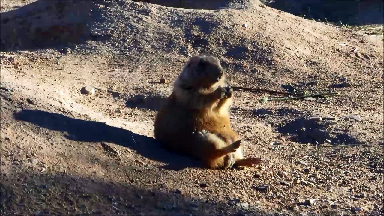 PrairieDog