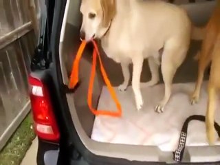 "Dude, How We Gonna Goto The Park If He Can't Shut The Door?"