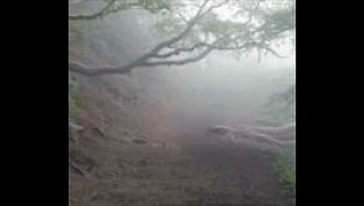 La forêt maudite de Chine