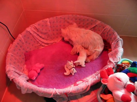 Chiots westie LOF en Gironde, Prés de Bordeaux .Elevage de Plassan Ouest Highland