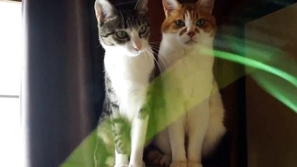 Happy Cat vs Unhappy Cat