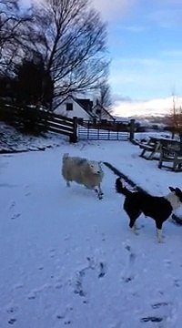 Pet the lamb that thinks it's a dog!