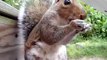 Funny Squirrel lunch time - Белка грызет семечки - HD quality