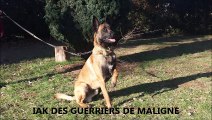 LES GUERRIERS DE MALIGNE