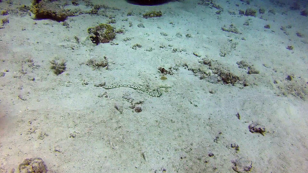 serpent Myrichthys maculosus