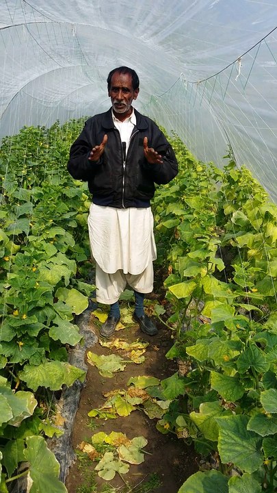 Tunnel Farming in Pakistan. Nobel F1 Cucumber. 03218669044.  Comments of a farmer munshi