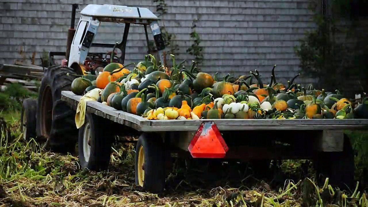 The Valley Girl - Is she or isn't she a Val ?    Moon Zappa