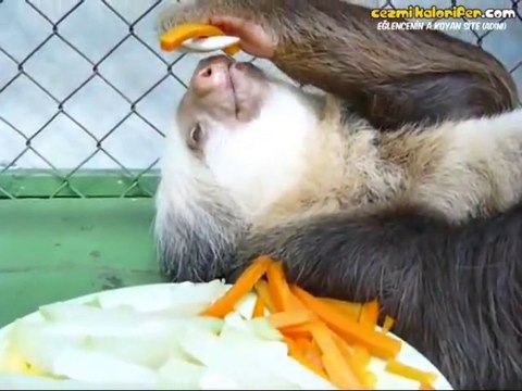 Sülalem Rahat Pozisyonunda Yemek Yiyen Tembel Hayvan