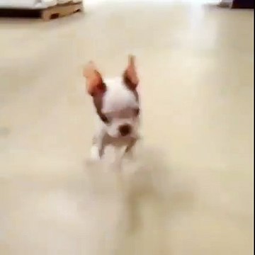 If you love silly puppies, we challenge you to watch this without smiling