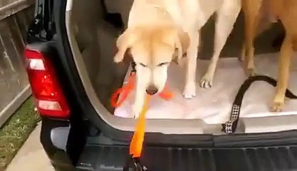 "Dude, how we gonna go to the park if he can't shut the door?"