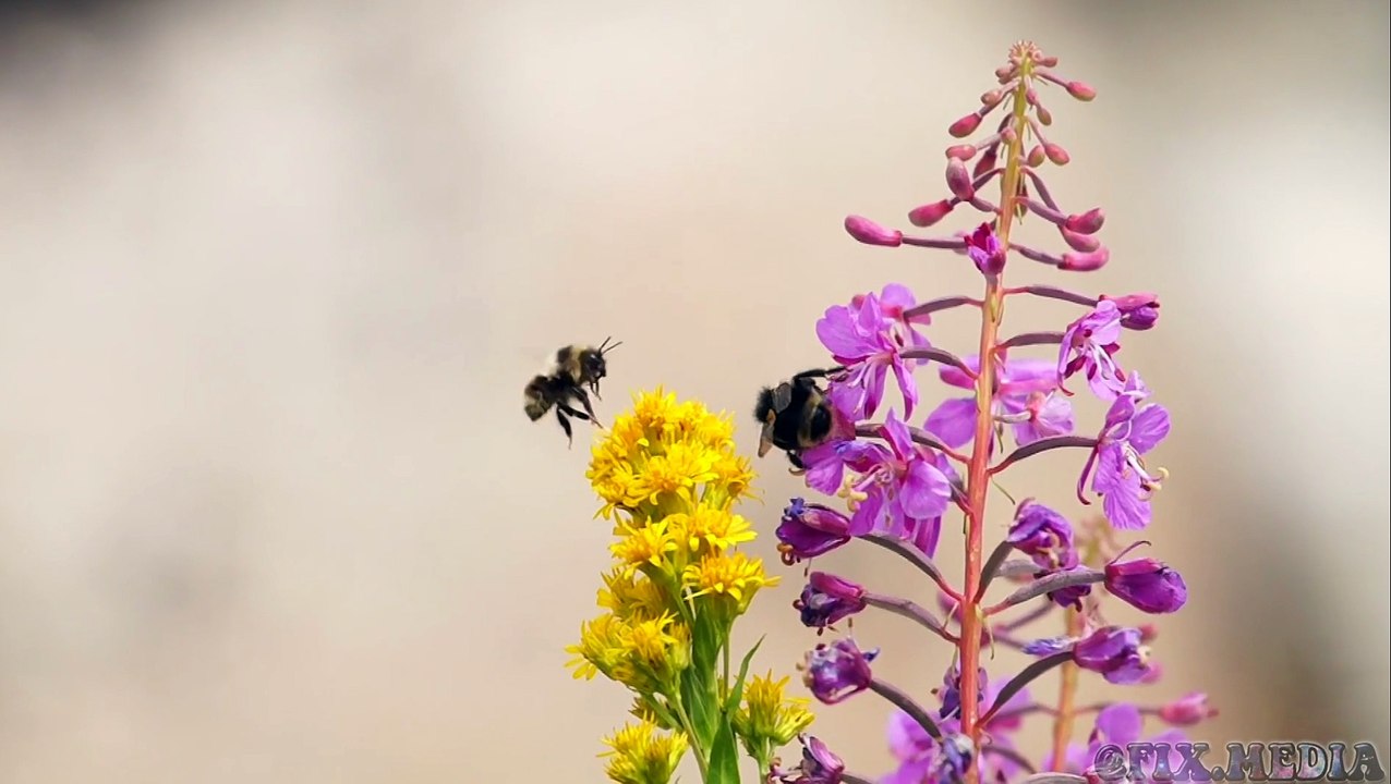 Sierra Nevada High Country John Muir Trail