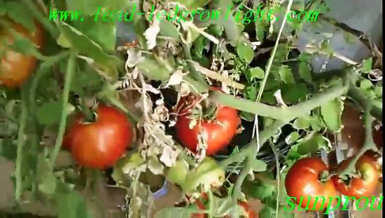 indoor led grow lighting for indoor lighting