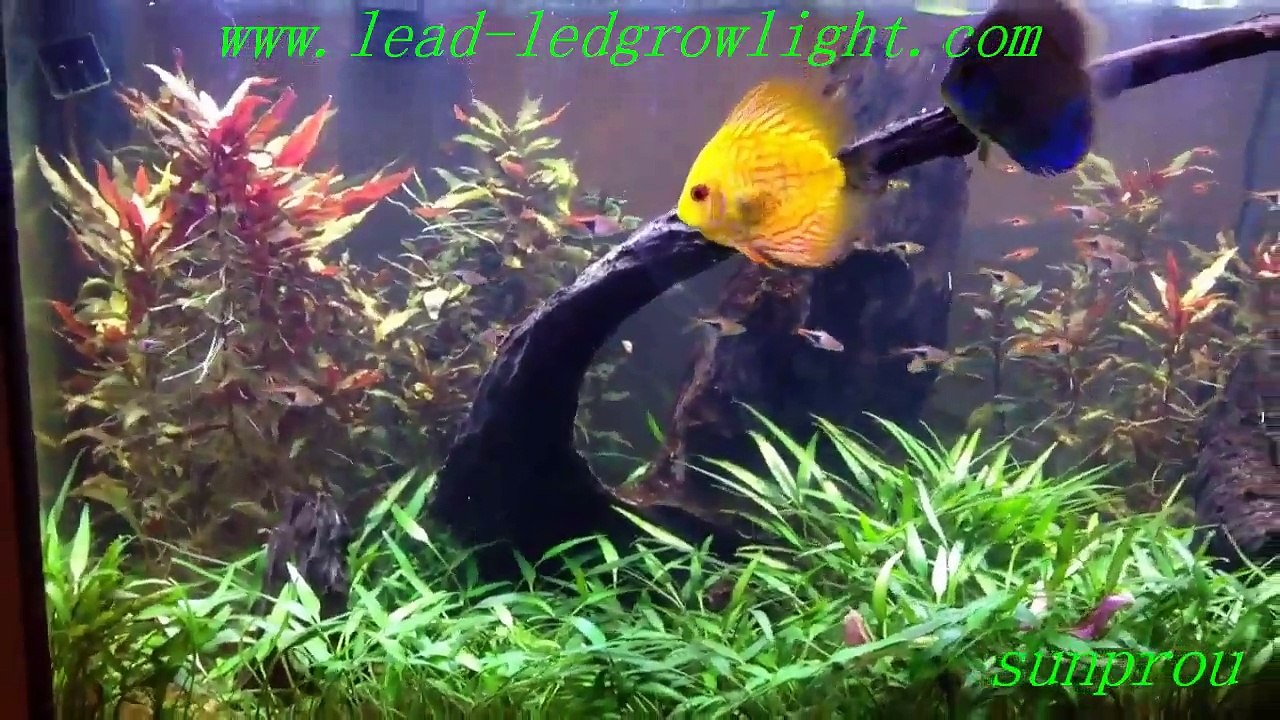 LED grow lighting lamp for indoor led lighting