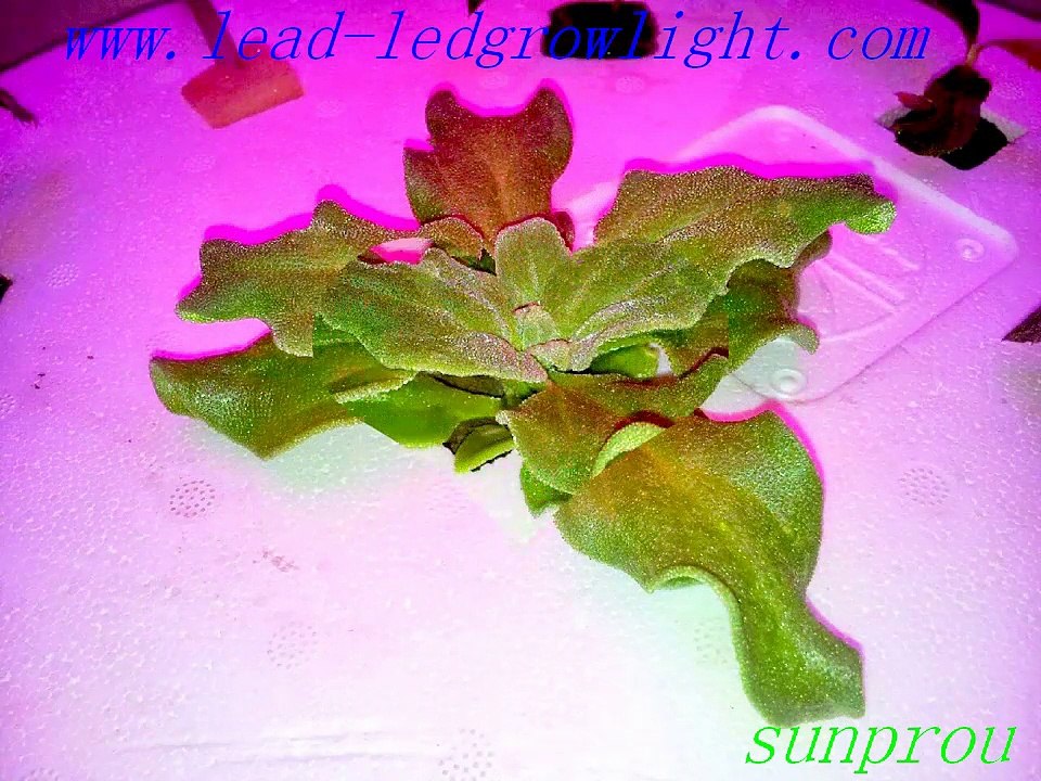 i love grow light with wholesale price