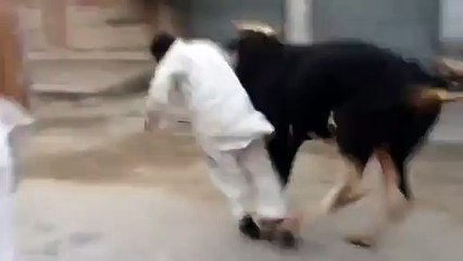 very funny can,t control cow Eid-ul-Azha