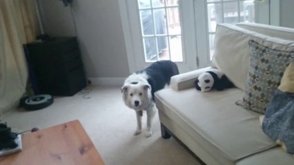 Un chien snob son maître avec son Frisbee "à la con" et ne veut pas les lui rendre!