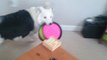 This dog is a Frisbee snob with his owner! Funny