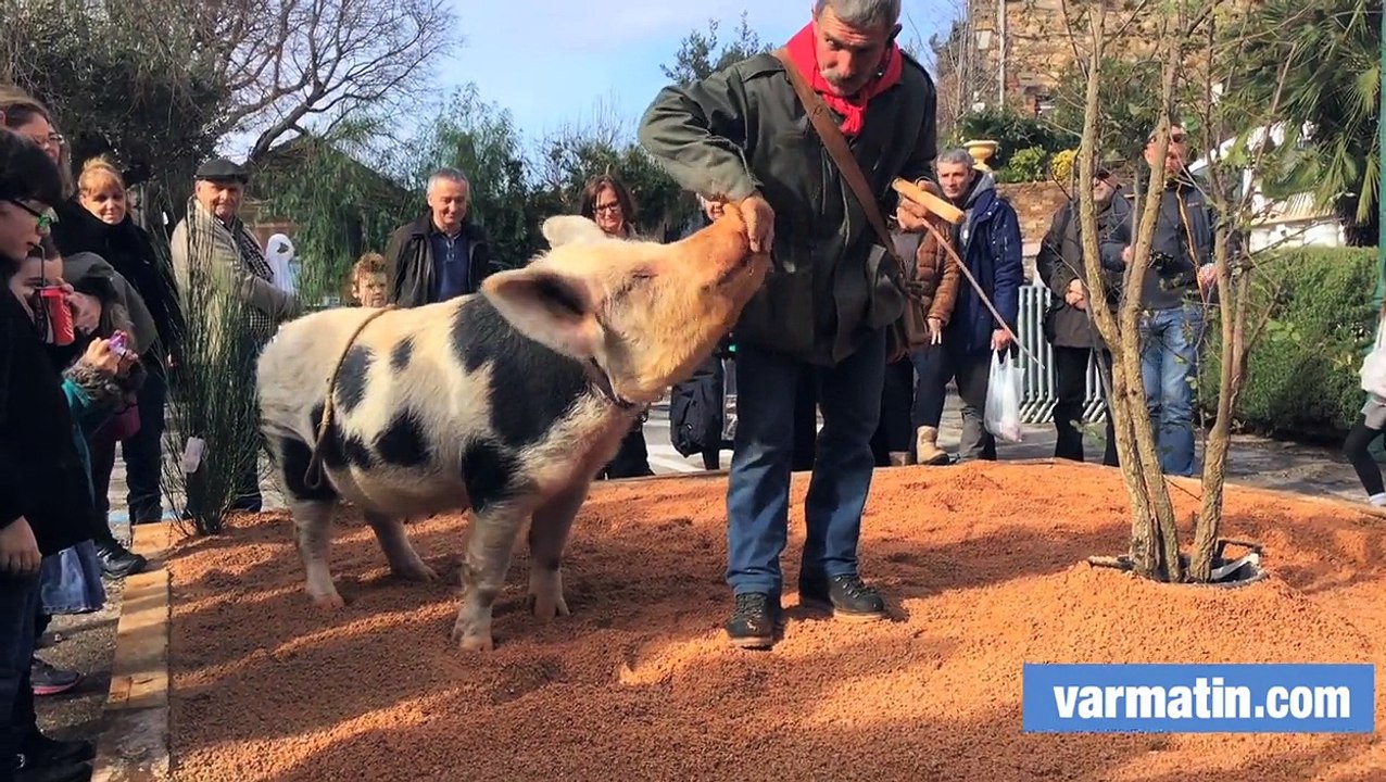 Pepette la truie fait son show au marché à la truffe de Grimaud