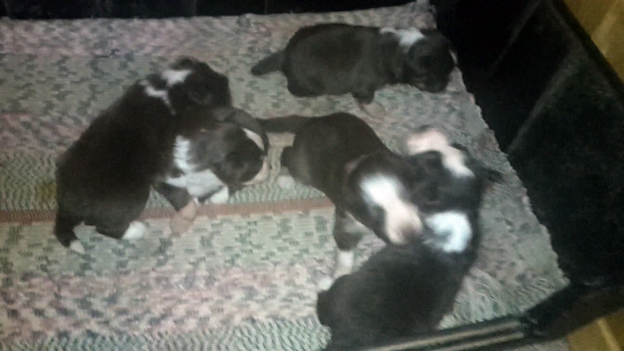 Les chiots de Kitty