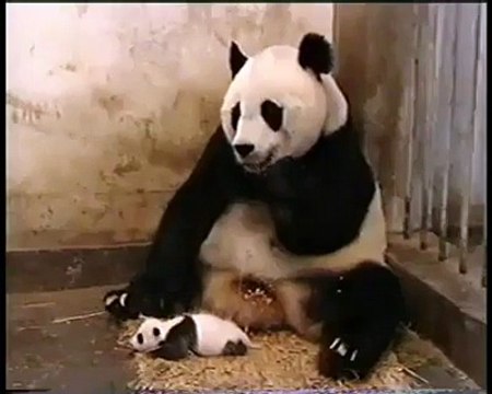 Baby Panda Sneezing .....p LOL