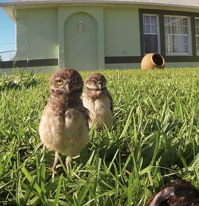 Go Pro owl dance
