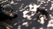 Size doesn't matter - Kitten vs Dog - Котенок против Собаки - супер прикол !