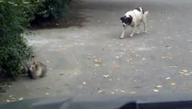 Coward dog vs brave cat - кот дает отпор собаке !