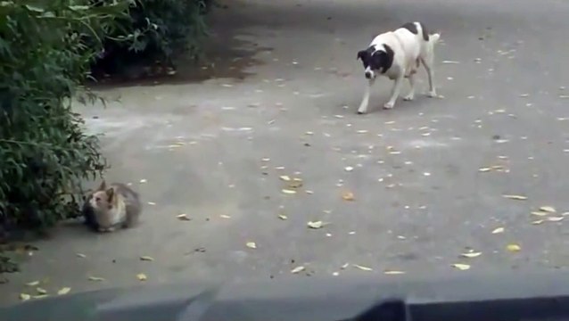 Coward dog vs brave cat - кот дает отпор собаке !