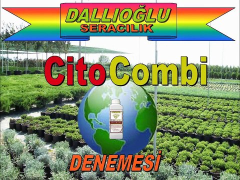 Kekik Gübresi CitoCombi Ürün Denemesi tohumgubre.com