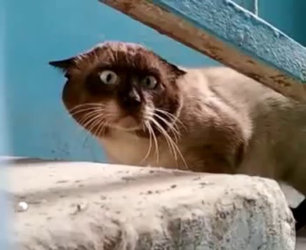 Most Paranoid Cat - Самый чудный кот в мире !!! Жесть ! Прикол !