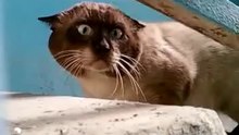 Most Paranoid Cat  - Самый чудный кот в мире !!! Жесть ! Прикол !