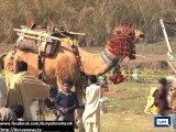 Dunya News - Dera Ismail Khan: Locals to celebrate arrival of Spring with traditional annual camel festival