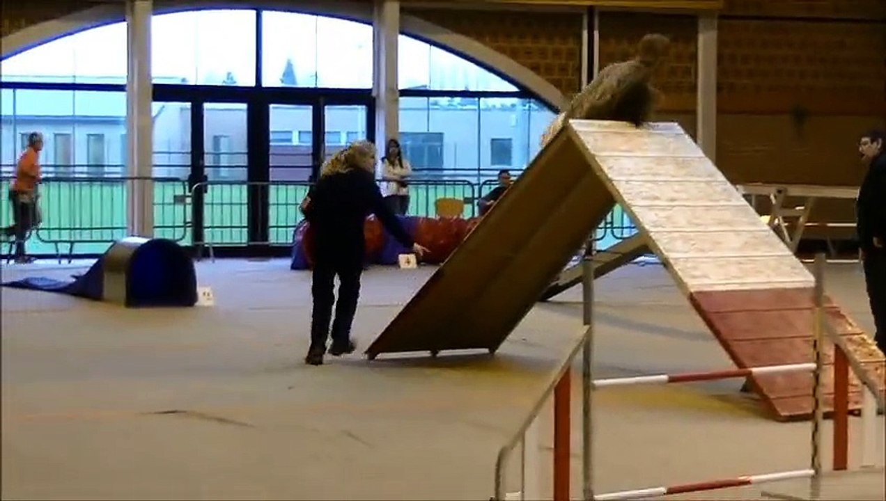 agility bearded didi