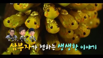 MBC 다큐스페셜 659회 20150209 극장판 곤충왕국 FULL HDTV MBC다큐스페셜 659화