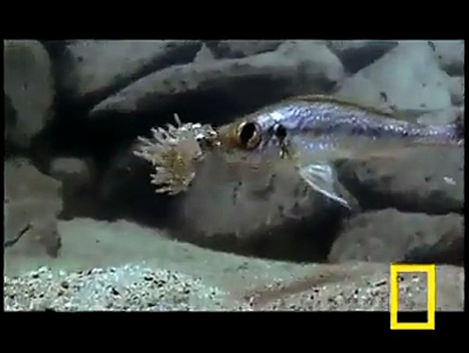 fish prediter under sea.