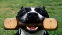 Housebreaking Your Pit Bull Terrier - Puppy Dog Training