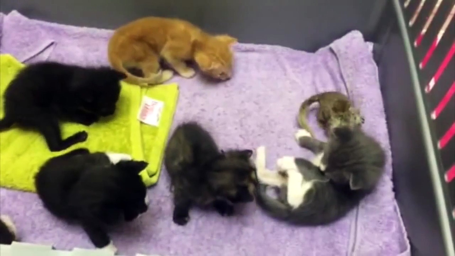 Une Maman Chat Adopte Un Bebe Ecureuil Video Dailymotion