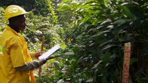Biodiversidad: gorilas en el bosque tropical | Visión futuro