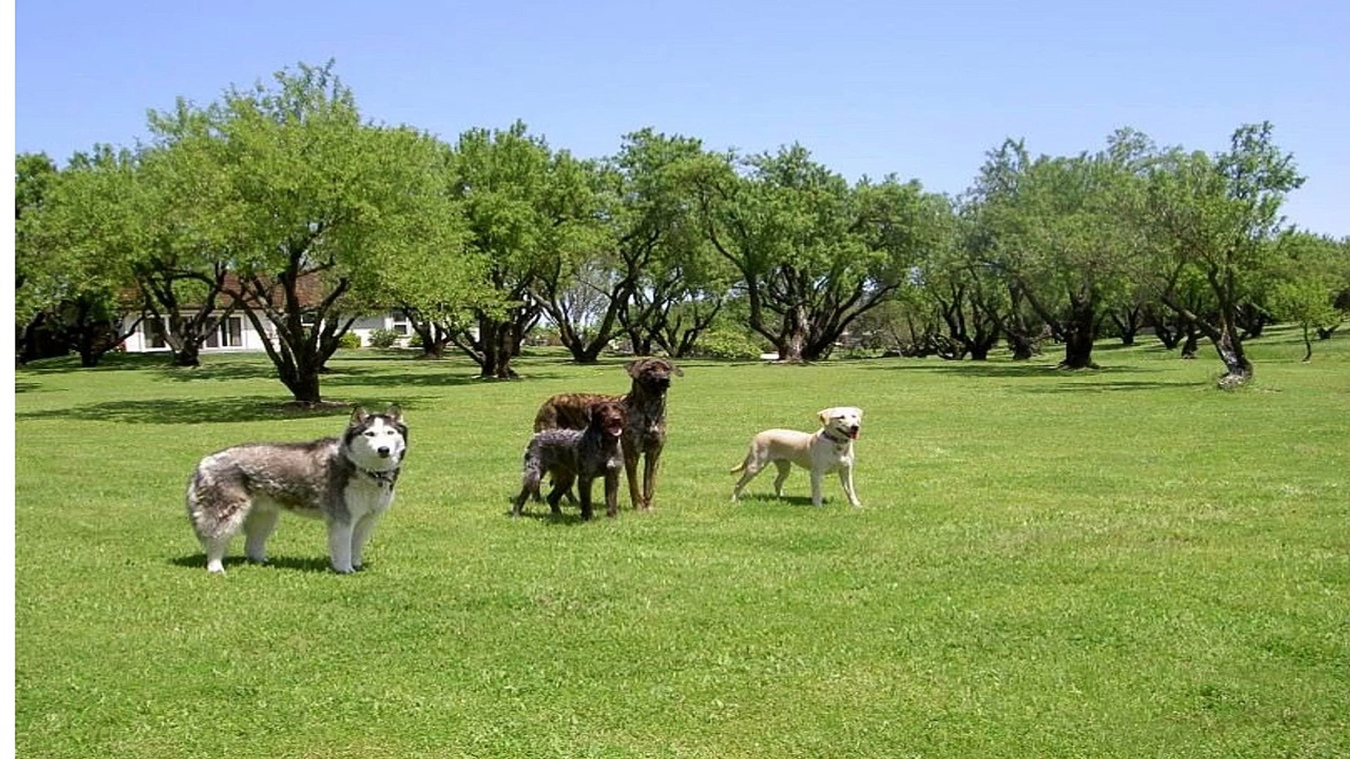 ⁣Hunting Dog Training