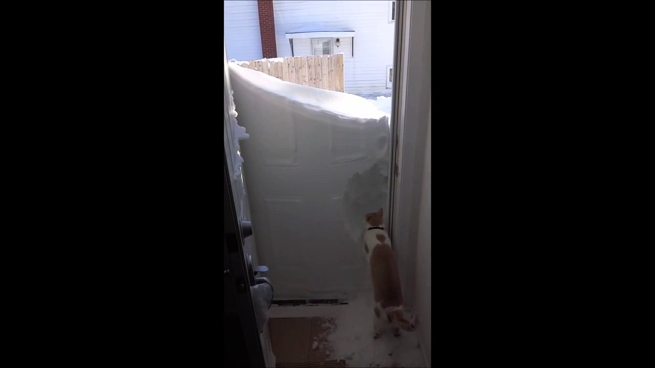 "¡Quiero salir!": la lucha de un gato contra la blanca nieve