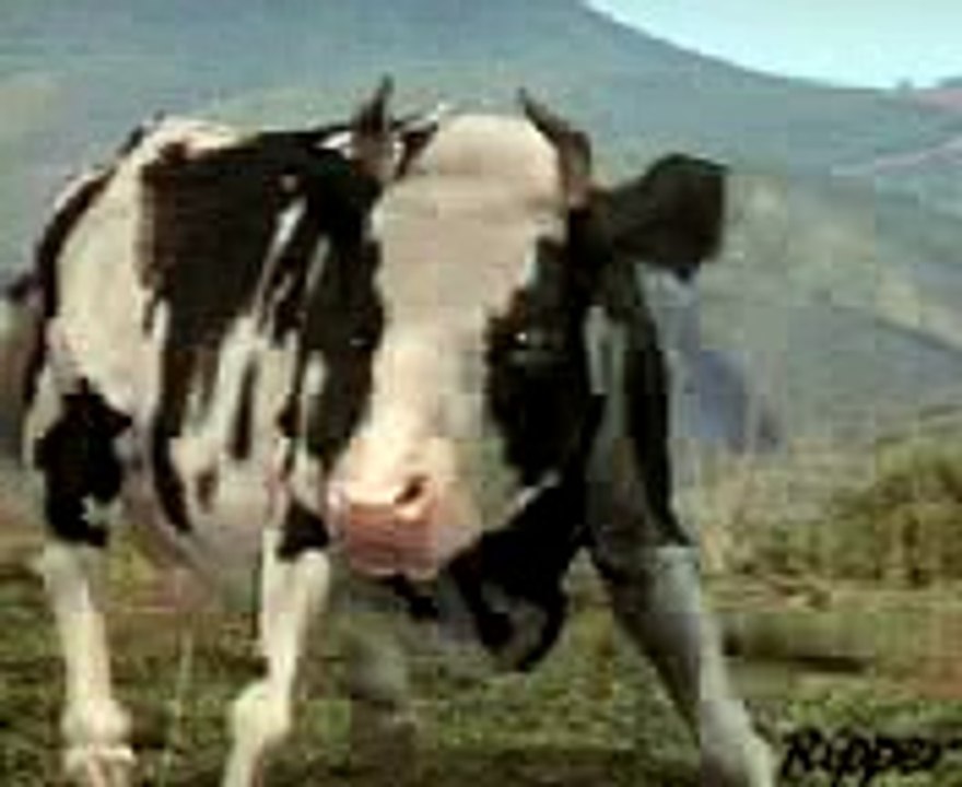 Cow Fight