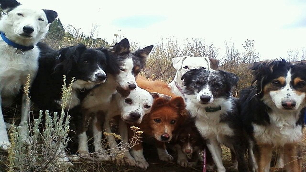 Kennel Breaking Your Dog