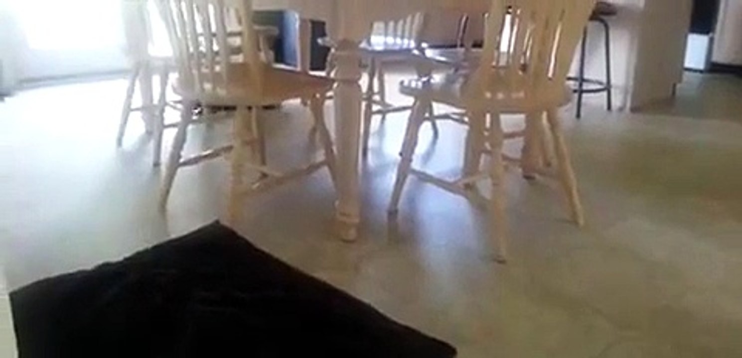 Un chat super actif